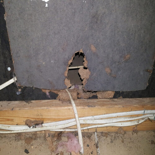 Rat Removal