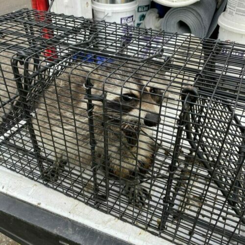 A Raccoon in A Trap