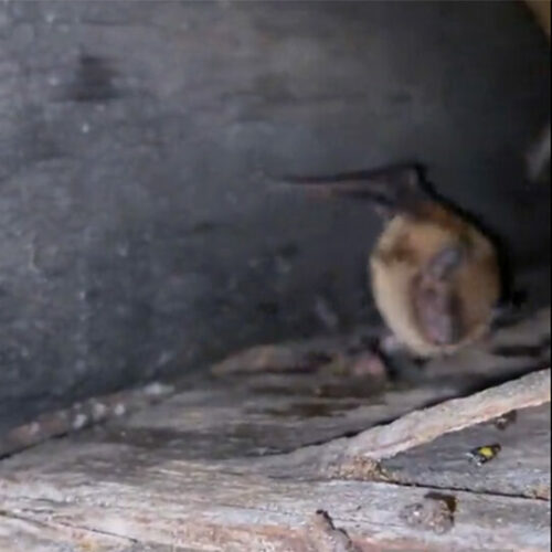 A Colony of Bats In the Soffit