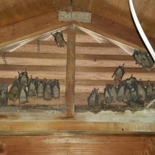 Bats in Attic Behind the Shutters