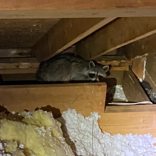 Raccoon in Crawlspace